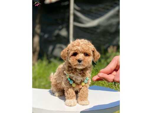 ORİJİNAL KAN HATTI MALTİPOO