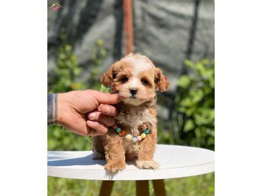 SAĞLIKLI VE OYUNCU MALTİPOO YAVRULAR