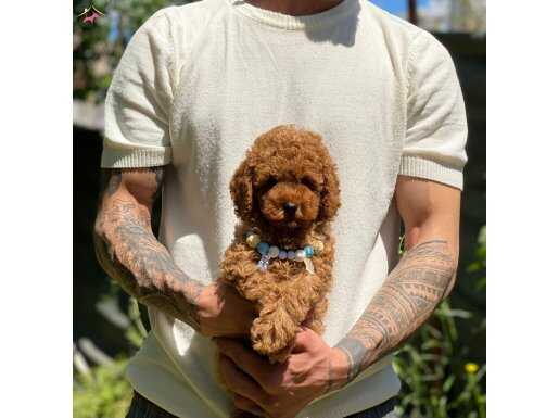TÜY DÖKMEZ TOY POODLE YAVRULAR