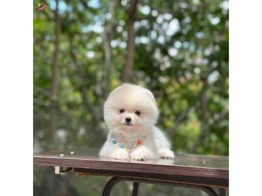 KALİTELİ POMERANIAN BOO YAVRULAR