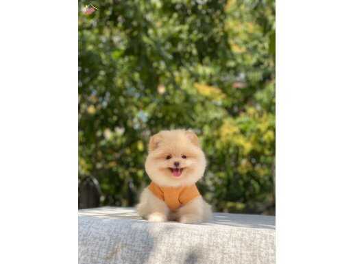 PAMUK GİBİ BOO YAVRULAR