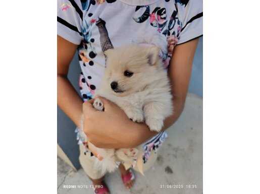 ANNE YAVRU POMERANİAN BOO 