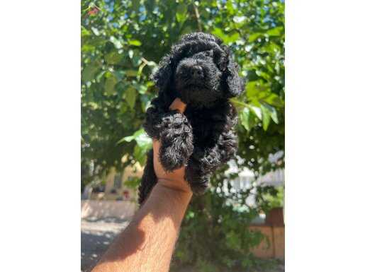 ANTİALERJENİK MALTİPOO YAVRULAR