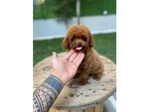 SAFKAN MİNİ POODLE AİLESİNİ BEKLİYOR