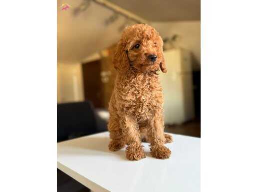 OYUNCU RUHLU MİNİ POODLE