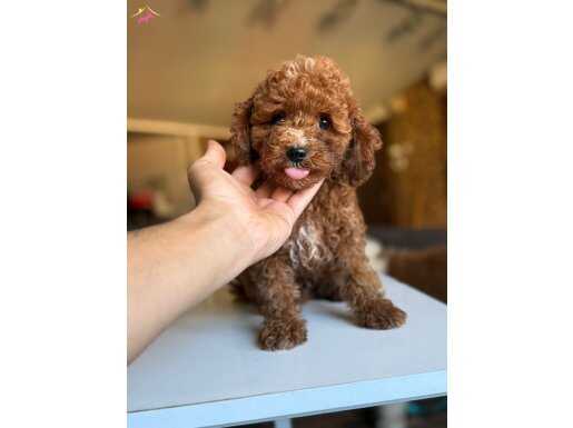 SEVİMLİ VE SAĞLIKLI 2 AYLIK YAVRULAR