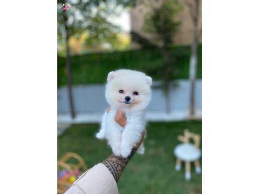 PELUŞ GÖRÜNÜMLÜ POMERANİAN BOO YAVRULAR