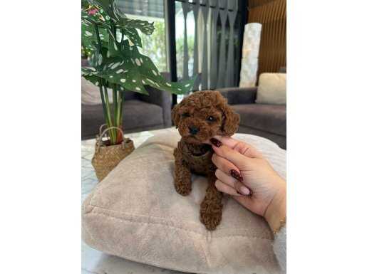 PELUŞ GÖRÜNÜMLÜ POODLE YAVRULAR
