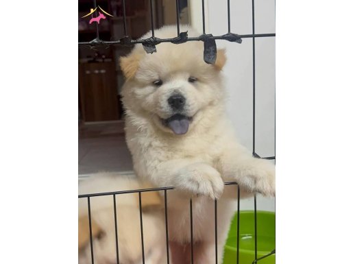 Aslan Suratlı Chow Chow Yavrularımız