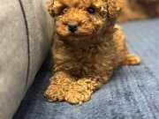 Toy poodle yavrularimiz uygun