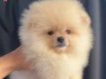Krem Renk Minik Peluş