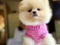 Safkan Pomeranian Boo 