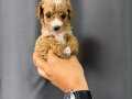 SAFKAN TOY POODLE YAVRUSU
