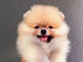 SAFKAN POMERAİAN BOO 