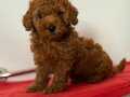 SAFKAN DİŞİ POODLE 