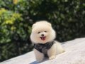 PELUŞ OYUNCAK POMERANIAN YAVRULAR