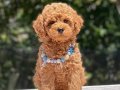 SAFKAN RED BROWN  POODLE YAVRULAR