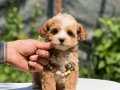 SAĞLIKLI VE OYUNCU MALTİPOO YAVRULAR
