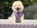 BEBEK YÜZLÜ UFAK BOY  BOO YAVRU