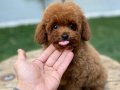 SAFKAN MİNİ POODLE AİLESİNİ BEKLİYOR