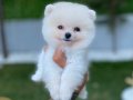 PELUŞ GÖRÜNÜMLÜ POMERANİAN BOO YAVRULAR