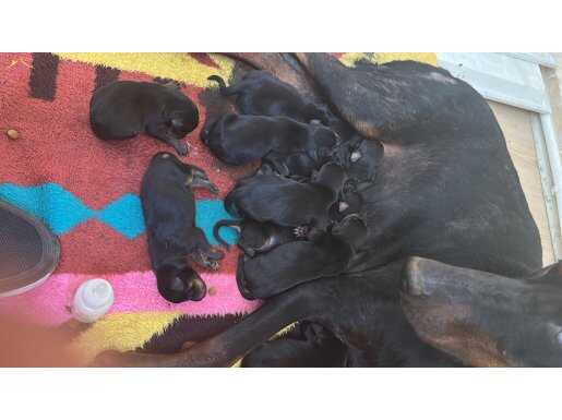 Yavru doberman