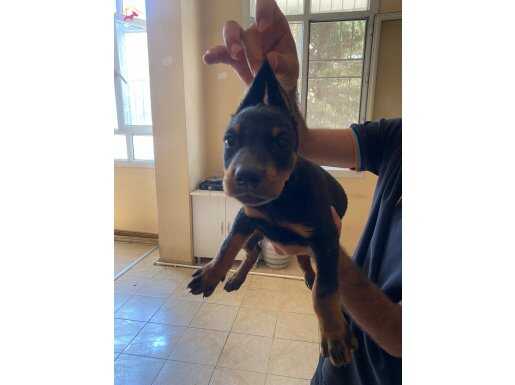 Saf kan doberman yavrularım