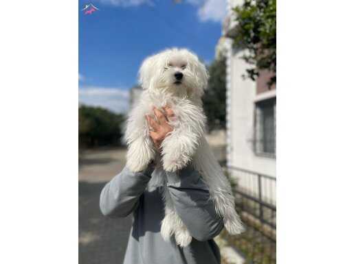 9 AYLIK MALTESE 0 NUMARA EGİTİMLİ AŞILARI TAM 