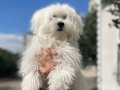 9 AYLIK MALTESE 0 NUMARA EGİTİMLİ AŞILARI TAM 