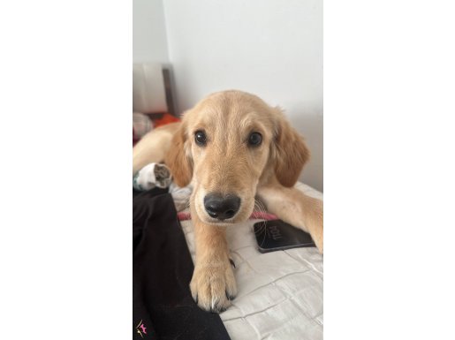 4 aylik uysal ortama uyuyor ve sadik golden saf goldendir