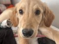 4 aylik uysal ortama uyuyor ve sadik golden saf goldendir