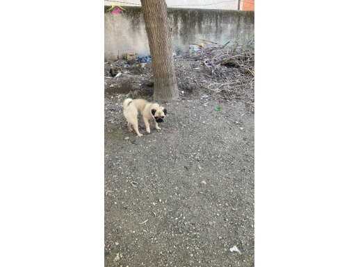 Dişi Pug 5 aylık gayet sağlıklı enerjisi çok iyi sevimliiiii