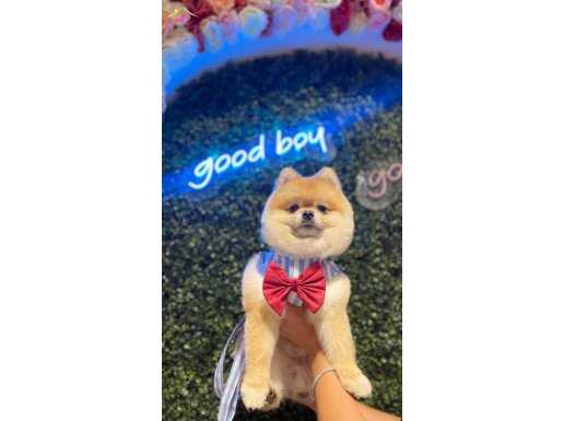 1 YAŞINDA ORJİNAL AYI SURAT BEBEK 