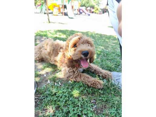 Maltipoo tuvalet eğitimli aşılı 