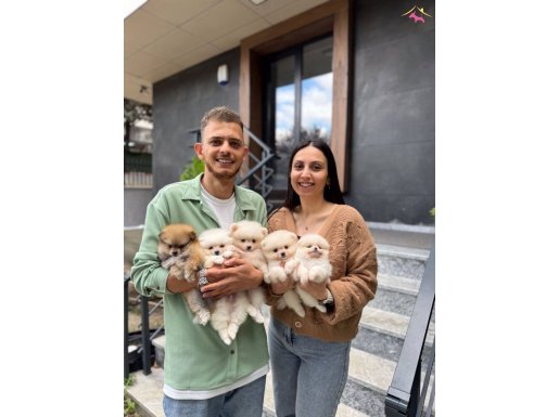 Sevimli pomeranian bebişlerimiz 