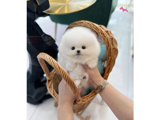 Kar beyazı pomeranian bebeklerim