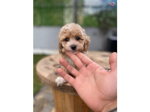 Nadir renk party color