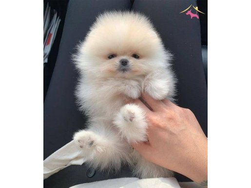 Show kalite pomeranian bebeklerim 