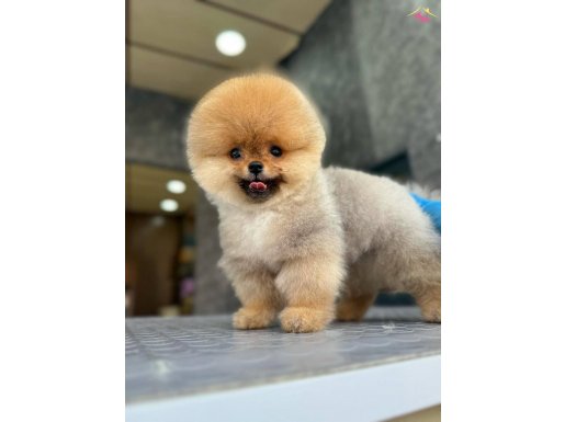 SCR belgeli show kalite orange dişi 