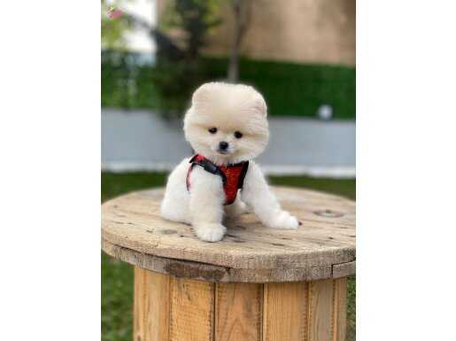 2 kg garantili kar beyazı pomeranian boo