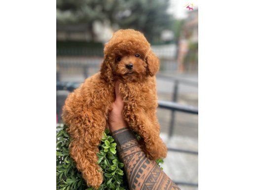 2 kg garantili micro Kore poodle yavrular