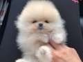 Show kalite pomeranian bebeklerim 