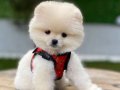 2 kg garantili kar beyazı pomeranian boo