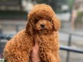 2 kg garantili micro Kore poodle yavrular