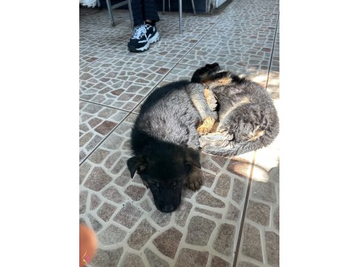 40günlük yavru alman kurdu