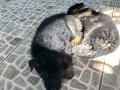 40günlük yavru alman kurdu