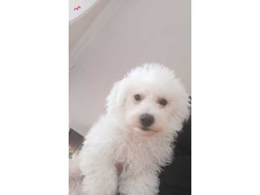  Bembeyaz dişi Bichon Friz
