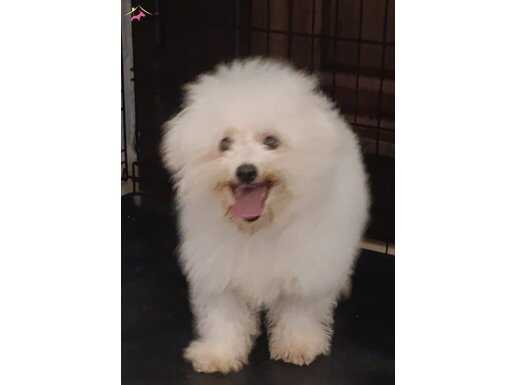 Bembeyaz Bichon Frise