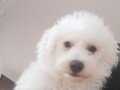  Bembeyaz dişi Bichon Friz