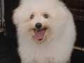 Bembeyaz Bichon Frise